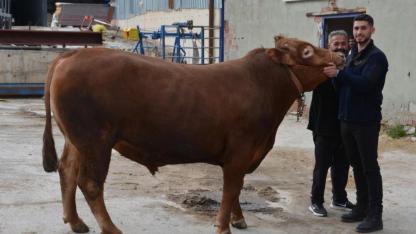 Kurbanlık "Fırtına" 575 bin liradan satıldı