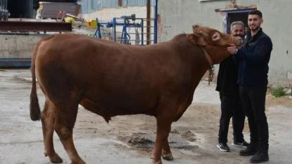Kurbanlık "Fırtına" 575 bin liradan satıldı