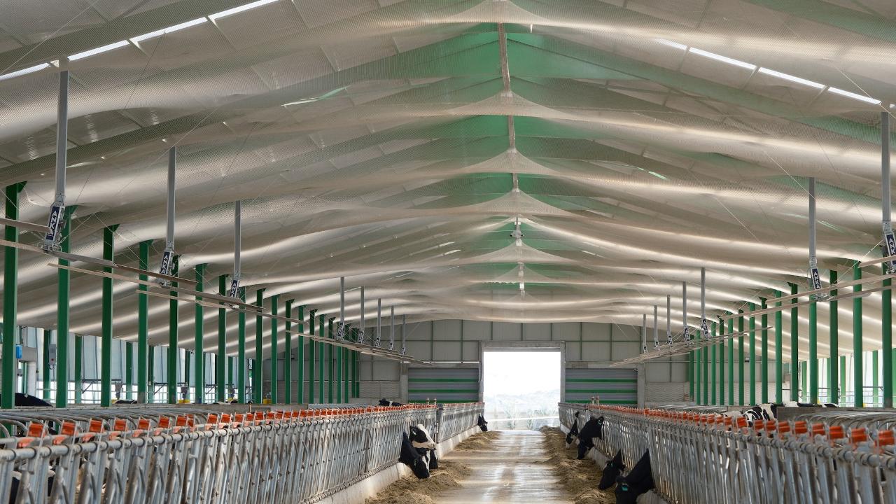 Kuş filesi ile hem pislikten hem hastalık riskinden kurtuldu