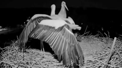 Leylek yuvasında eski ve yeni eş kavgası çıktı, erkek izledi
