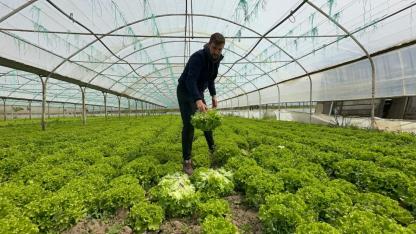 Marulda geçen yıl "eken"; bu yıl da "ekmeyen" bin pişman