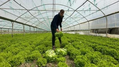 Marulda geçen yıl "eken"; bu yıl da "ekmeyen" bin pişman