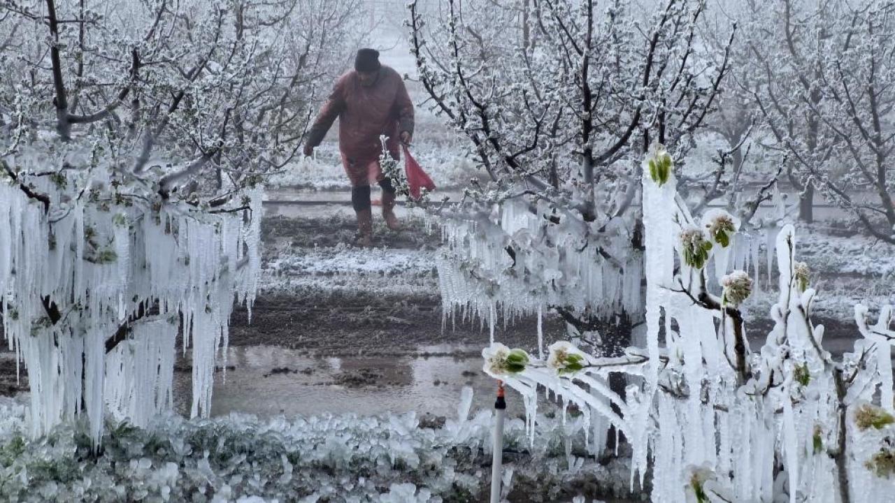 Meteoroloji'den zirai don uyarısı