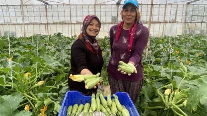 "Mini" kabakla "büyük" başarı hikayesi yazıyor