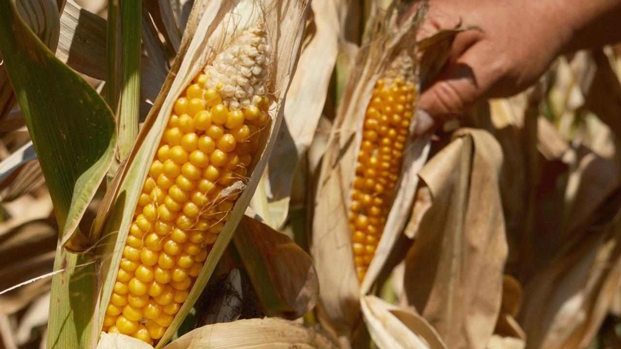 Mısırda ithalatındaki düzenlemeye tepkiler