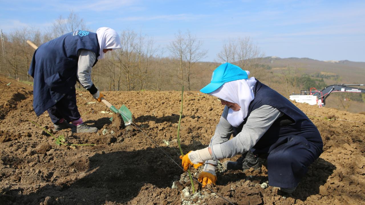 Nilüfer'de atıl araziler "berry" fidanlarıyla yeşilleniyor