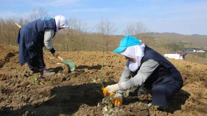 Nilüfer'de atıl araziler "berry" fidanlarıyla yeşilleniyor