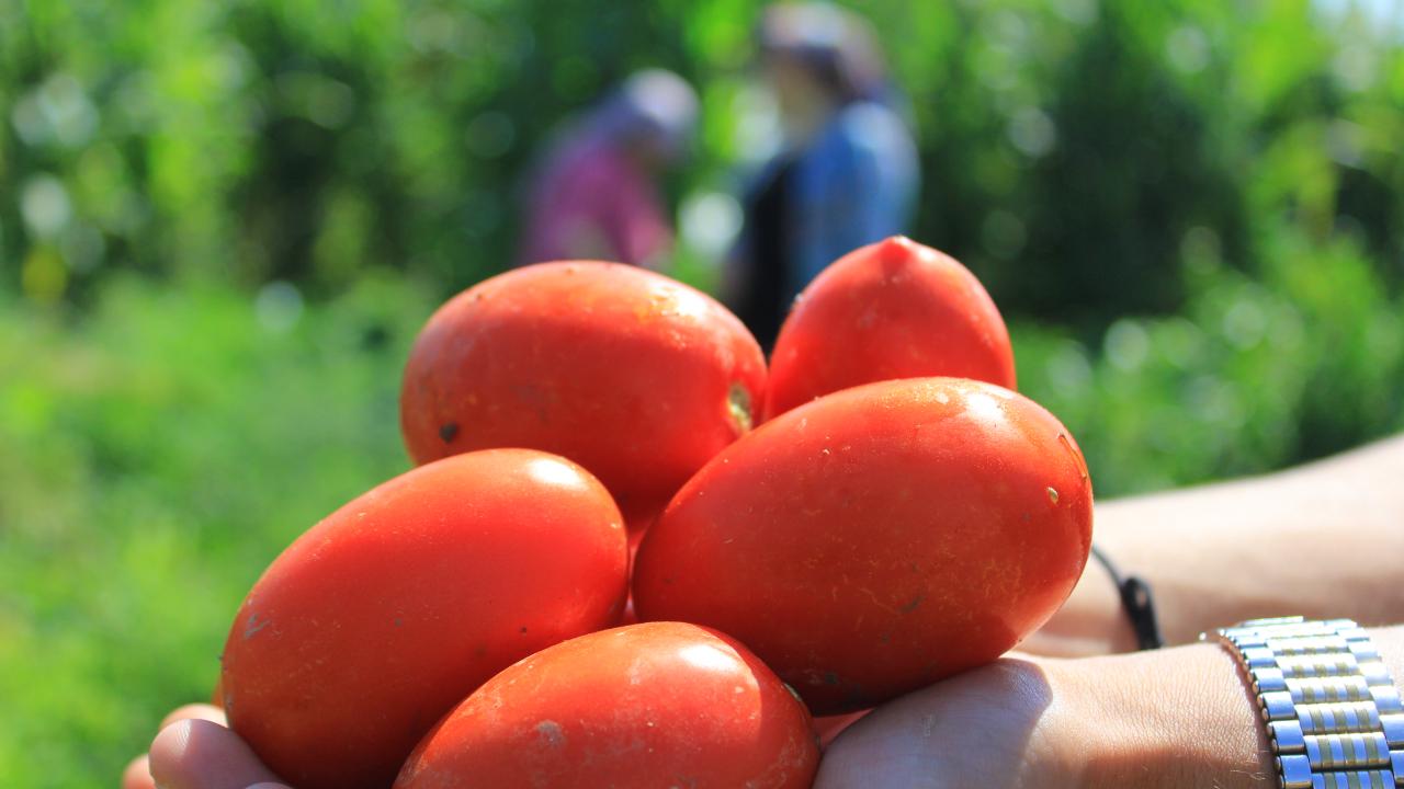 Salçalık domateste eveki hesap "savaş"a uymadı