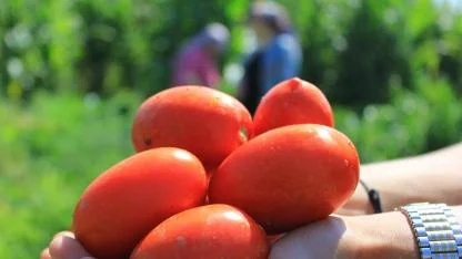 Salçalık domateste evdeki hesap "savaş"a uymadı