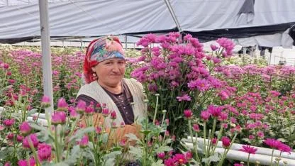 Simav'da üretilip Avrupa'nın çiçek merkezine ihraç edilecek