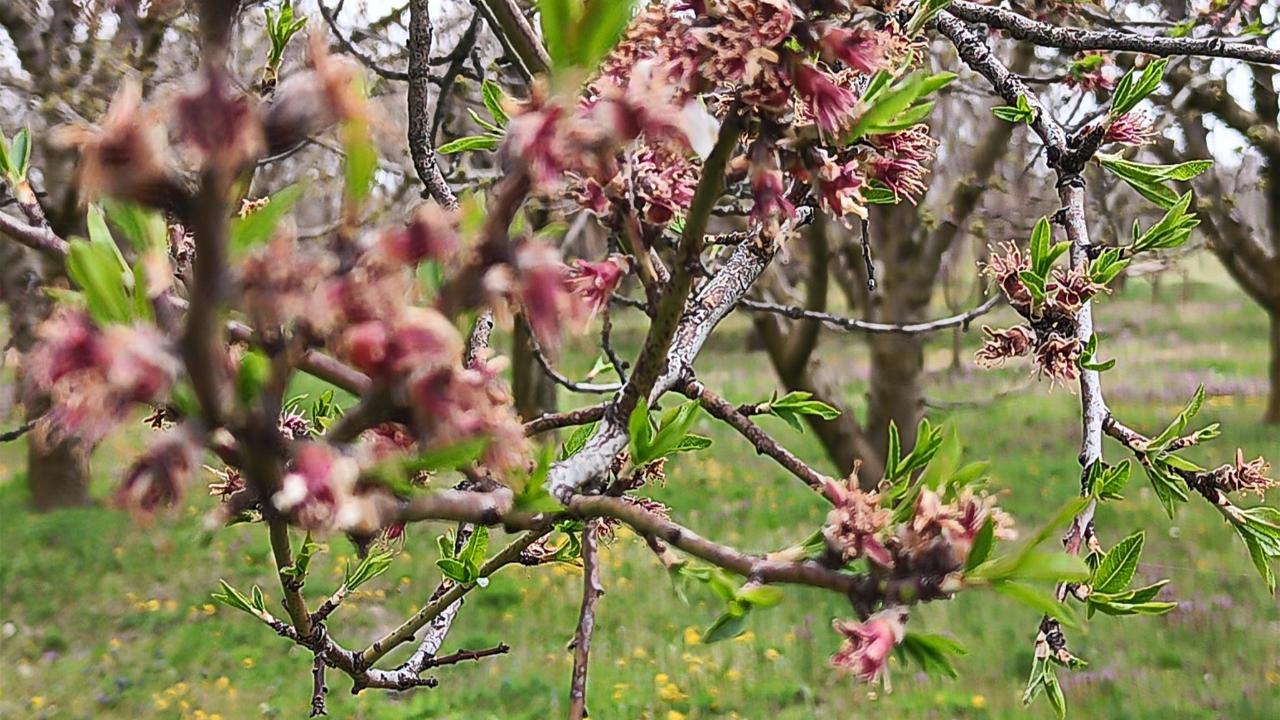 Sultandağı'nda kayısı ve erikleri don vurdu, kiraz kurtuldu