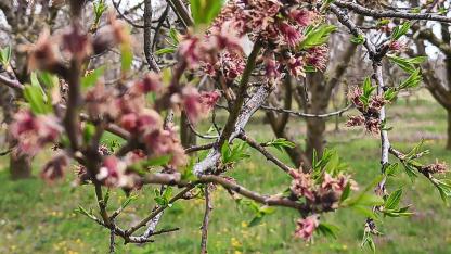 Sultandağı'nda kayısı ve erikleri don vurdu, kiraz kurtuldu