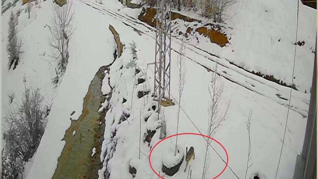 Tavşan hem hızı hem stratejisiyle kurtan kurtulmayı başardı