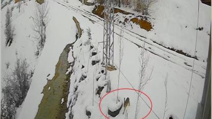 Tavşan hem hızı hem stratejisiyle kurtan kurtulmayı başardı