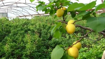 Turfanda kayısıda hasat iki hafta gecikmeli başladı