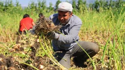 Turfanda soğan hasadı gecikmeli başladı; fiyat belirsiz
