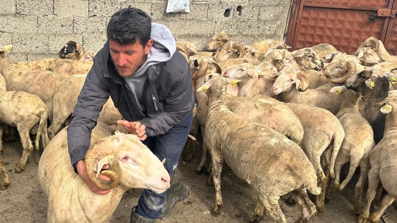 TÜRKYED: Alım gücü nedeniyle kurbanlık satışları daralabilir