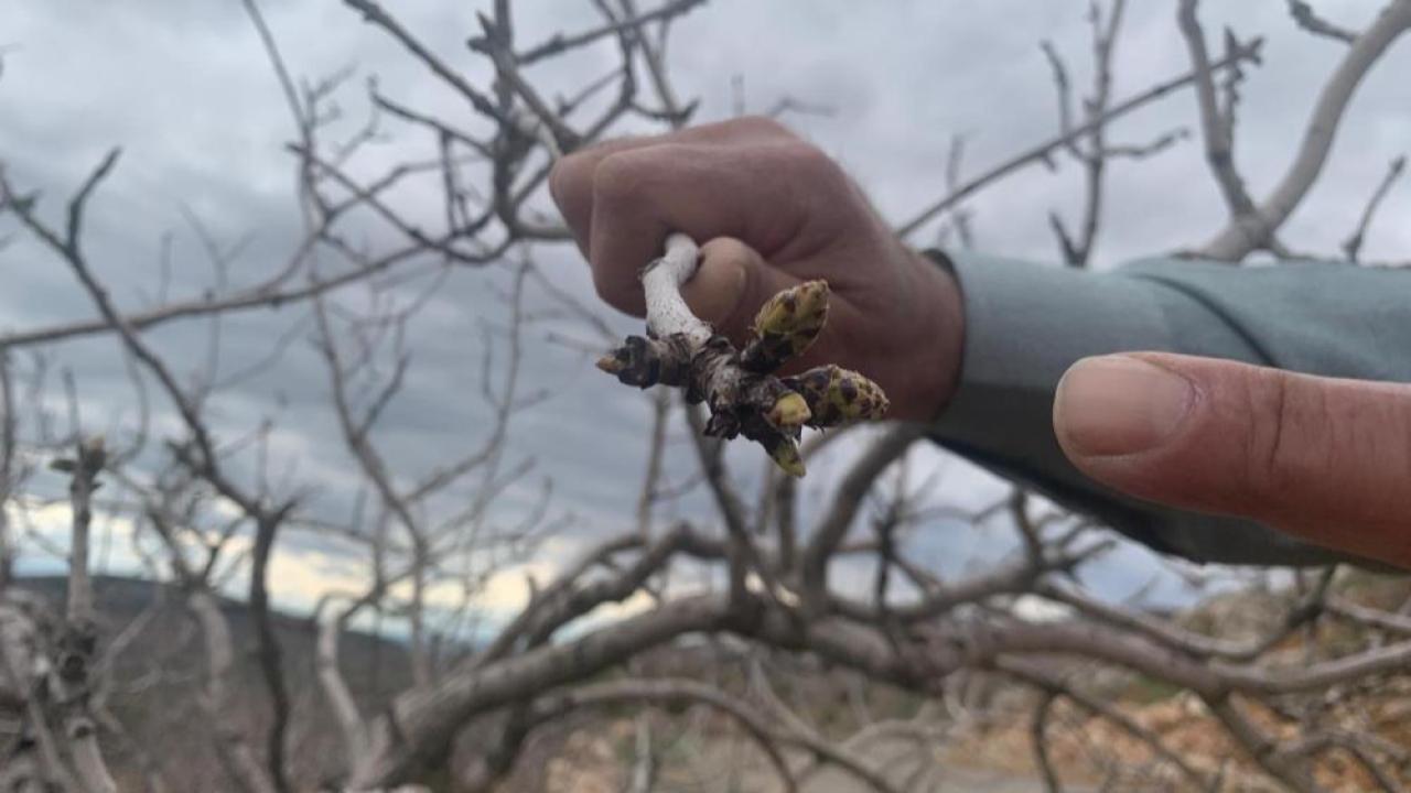 Yağışlar kuraklık endişesini bitirdi, fıstığa can suyu oldu