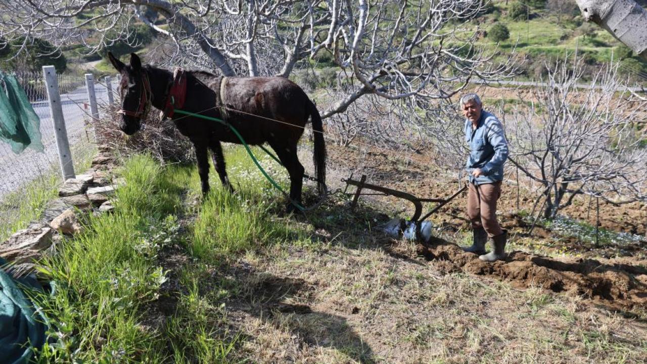 Yaşlı çiftçiler çapayla olmayınca bahçeyi hayvanla sürüyor
