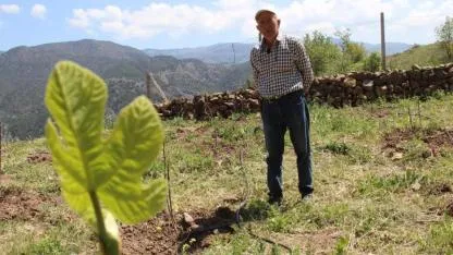 Cevizi zirai don vurunca Çorum'un ilk incir bahçesini kurdu