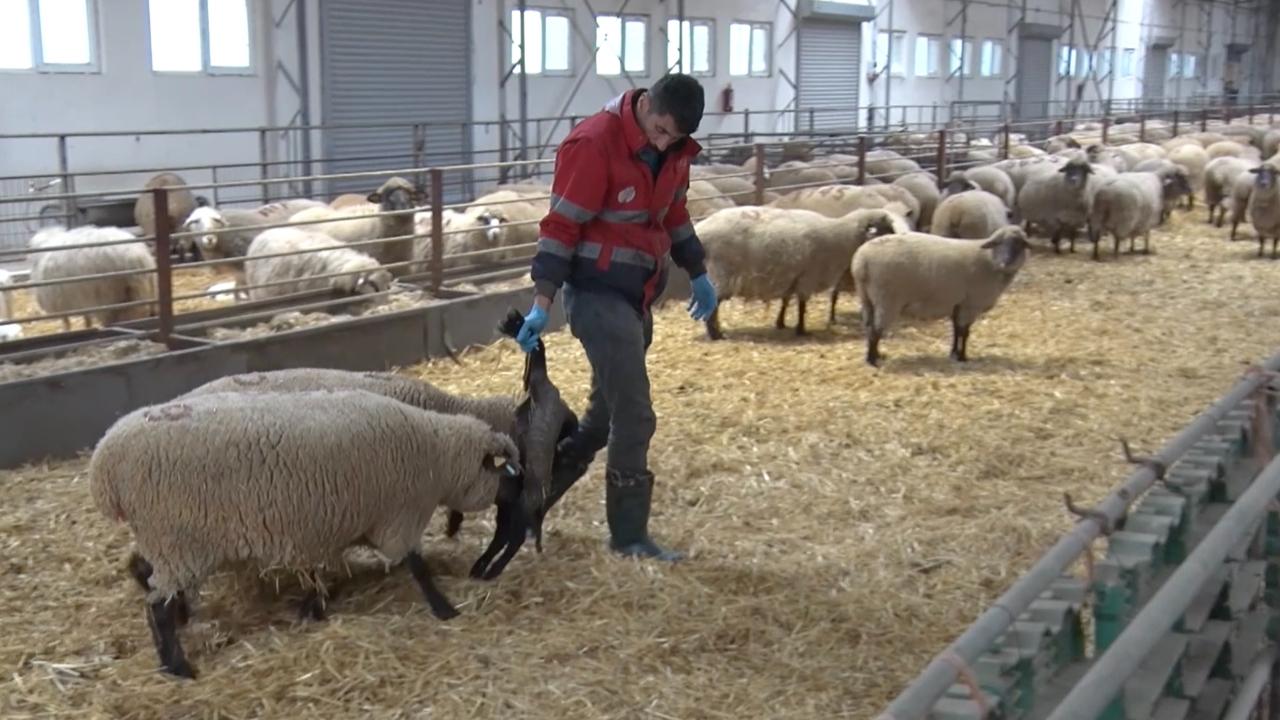 Çiftlikte kuzu paylaşılamadı: İki anne bir yavru