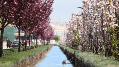 Konya'da Japon esintisi: Sakura ağaçları çiçek açtı