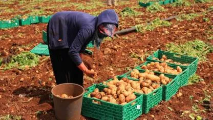 Patates tarlada yağışlardan çürüdü; depodakiler risk altında