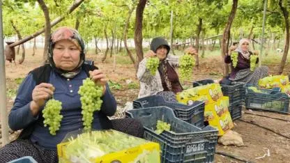 Sezonun ilk üzümü kilosu 600 liradan yurt dışına satıldı