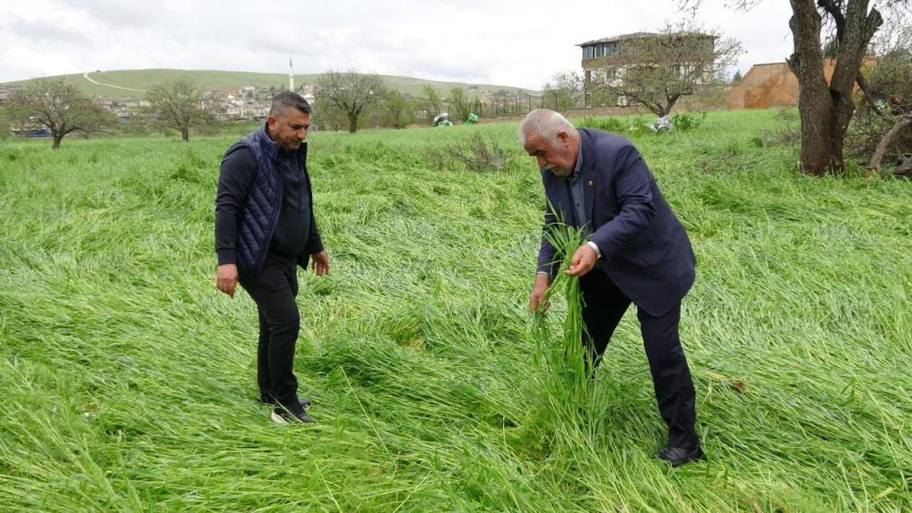 "Süper hücre" buğdayı bir daha kalkmamak üzere yatırdı