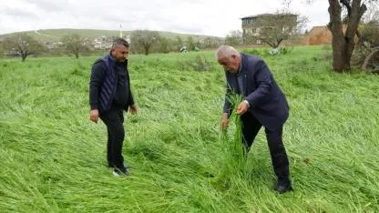 "Süper hücre" buğdayı bir daha kalkmamak üzere yatırdı