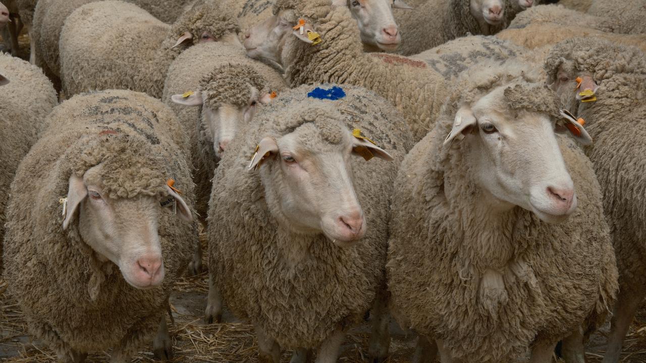 TAGEM, yetiştirici koşullarında bir ilki başlattı