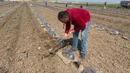 Tarım işçilerinin en zorlu mesaisi: Örtü altı karpuz dikimi