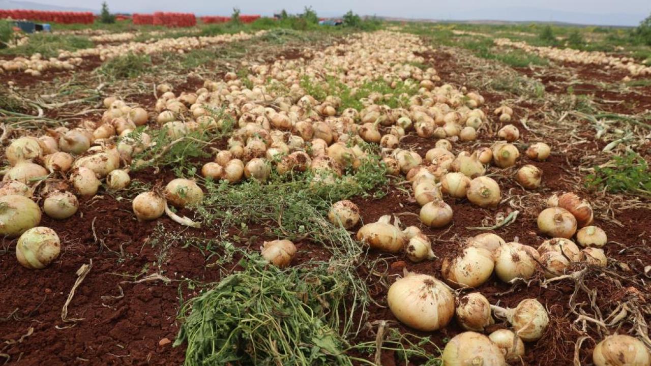 Yağışlar kuru soğanı çürüttü üretici fiyatı yüzde 109 arttı