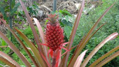 Yerli ananas yolda: Deneme üretimi başarıyla sürüyor