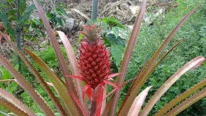 Yerli ananas yolda: Deneme üretimi başarıyla sürüyor