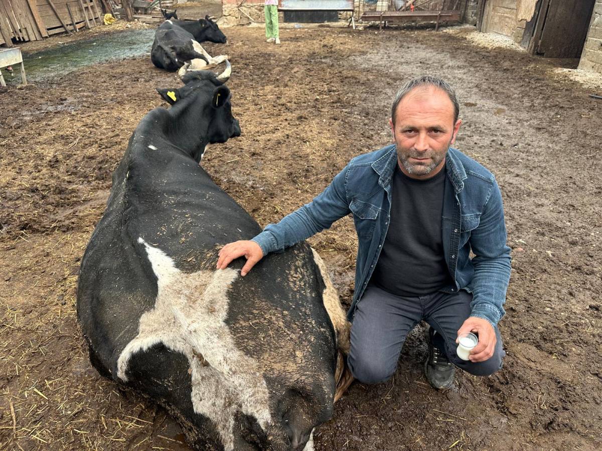 35 litre süt veren sığırdan bir çay bardağı süt alabiliyor