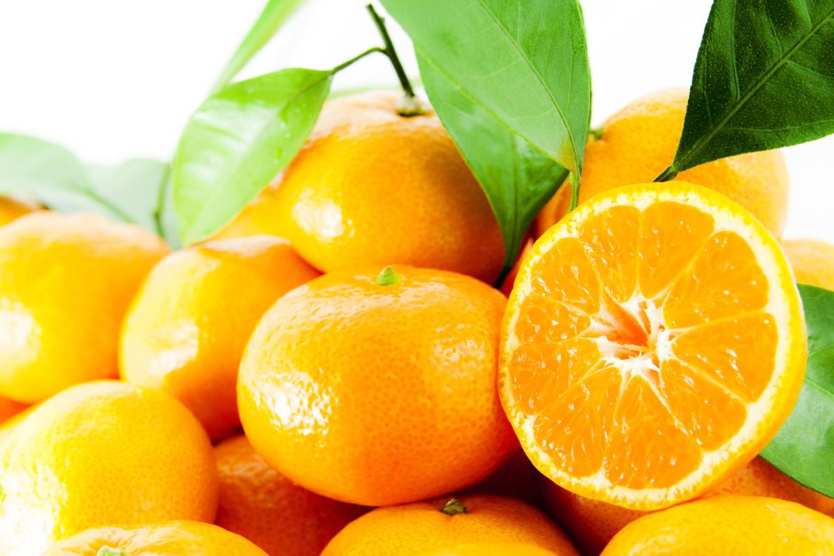 Satsuma mandalina ihracatı 125 milyon dolar hedefle başlıyor
