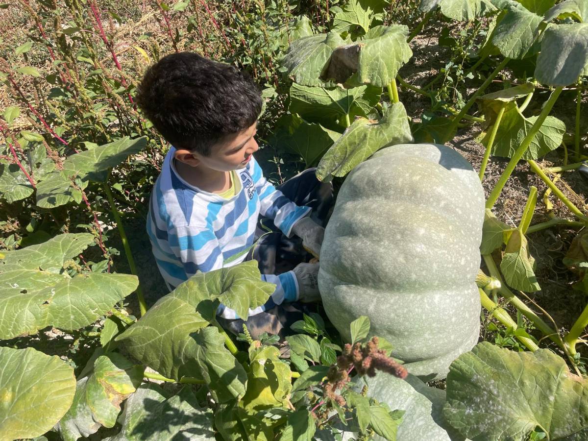 Hayvan gübresiyle 40 kilograma ulaşan kabağıyla mutlu oldu