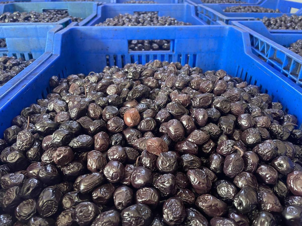 Bursa'da zeytinin maliyeti açıklandı