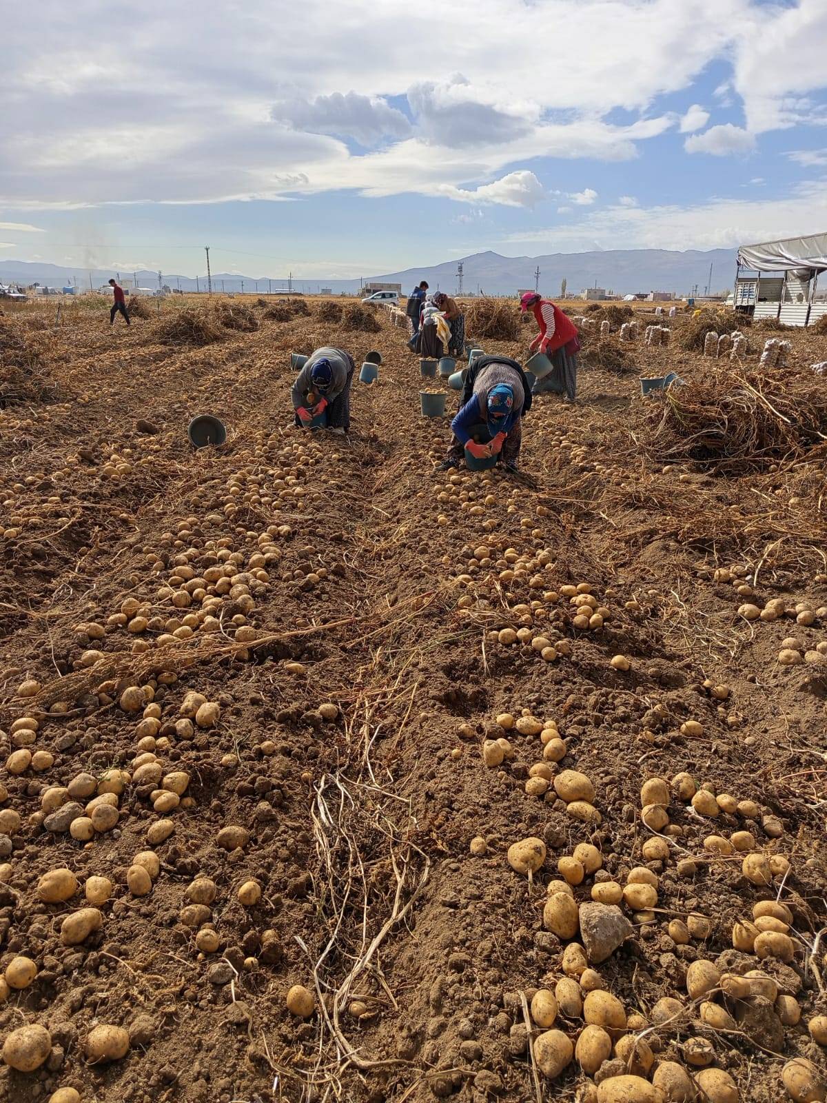 Boş çuvalı bile 1,5 kilogram patates ediyor