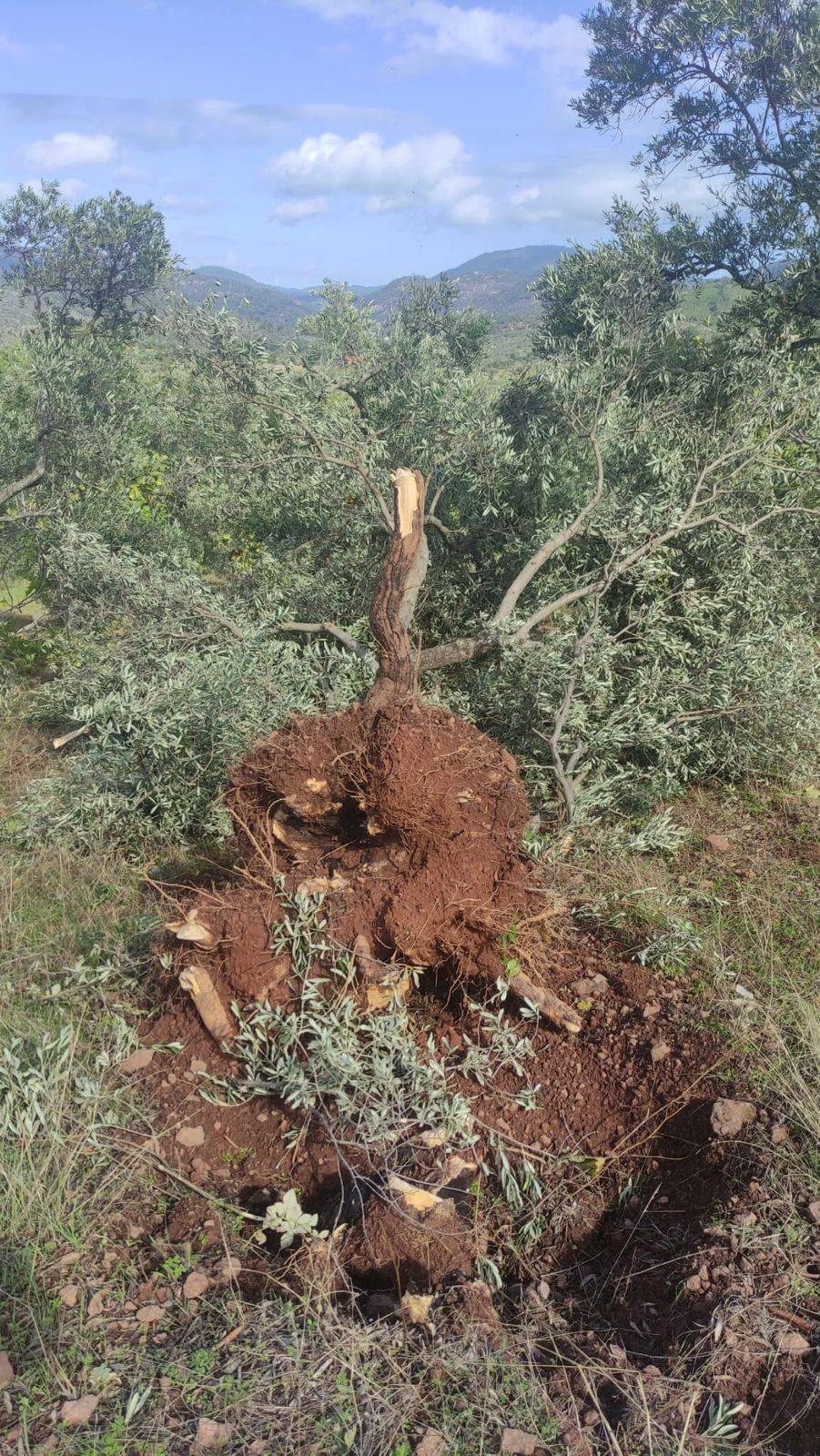 Balıkesir'de hortum etkili oldu