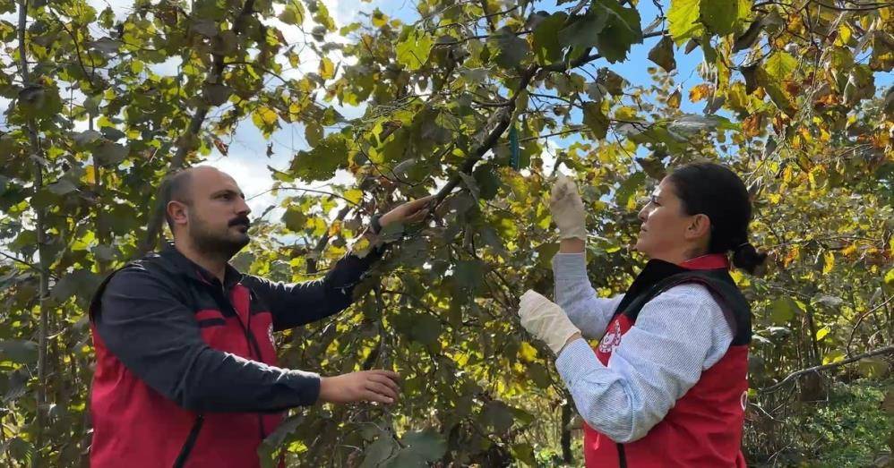 Kahverengi kokarcaya karşı 1 milyondan fazla hane ilaçlandı