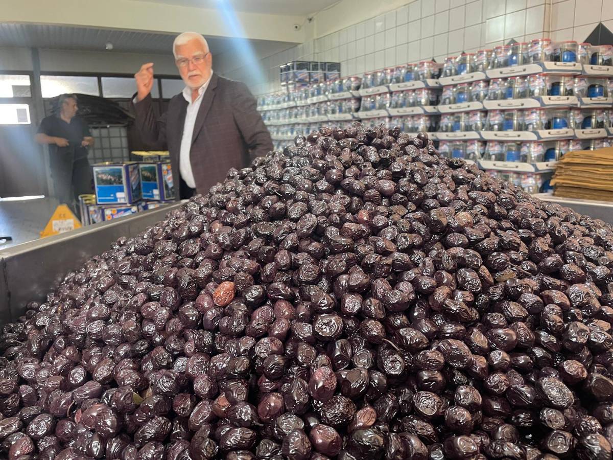 İsviçre sofralarının zeytini Katırlı Dağları'ndan gidiyor