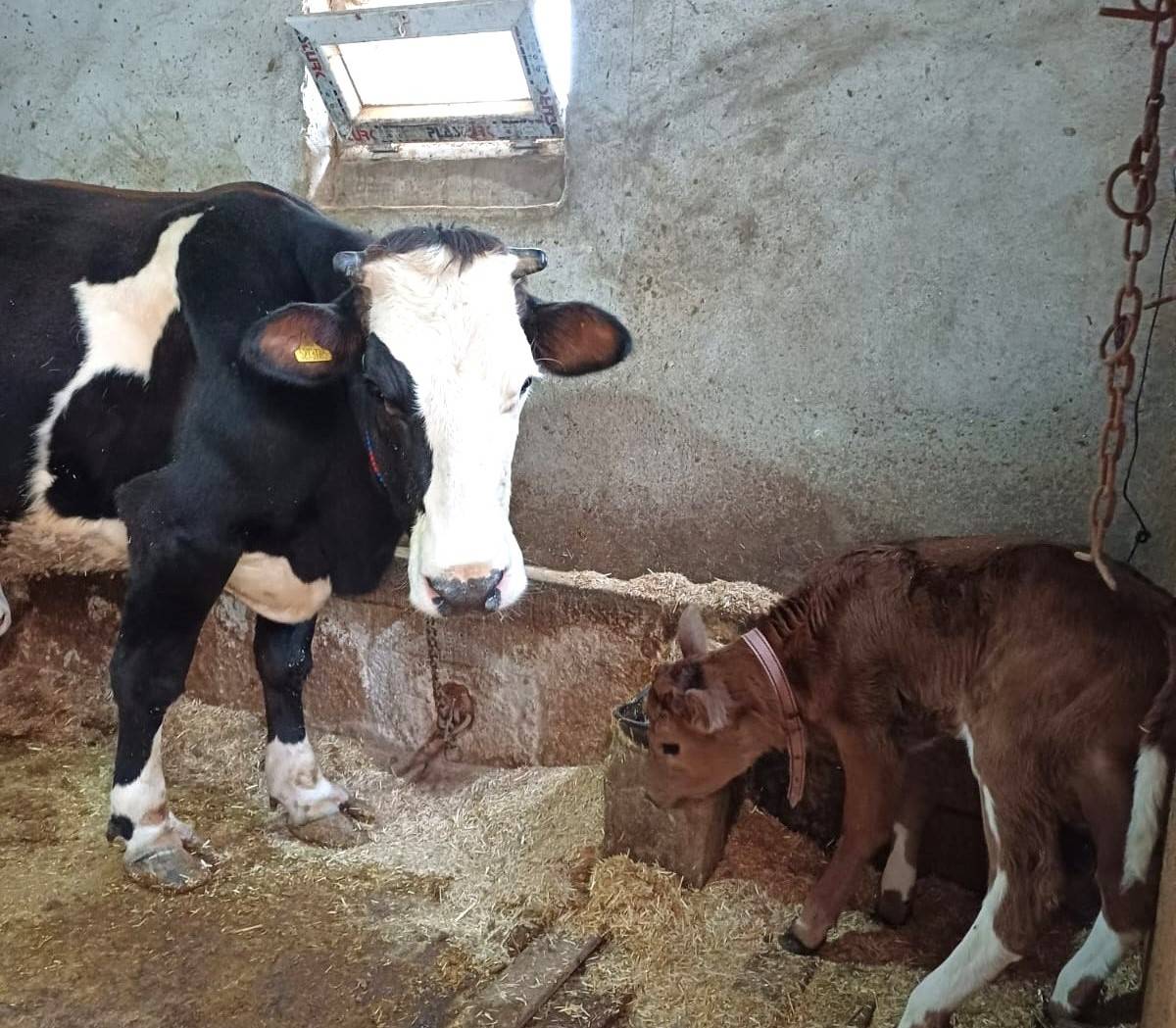 Bu buzağılar büyüdüklerinde alerji yapmayacak süt verecek