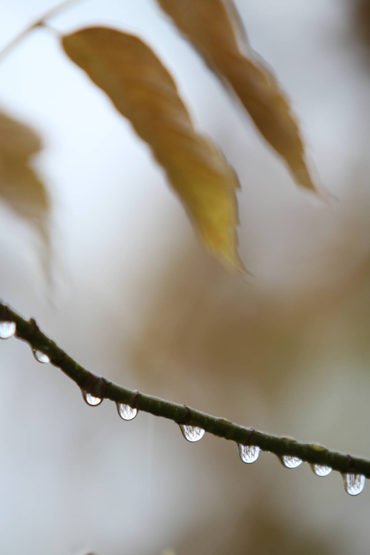 Bursa'da 2 günlük yağışlar ekim ayını kurtardı