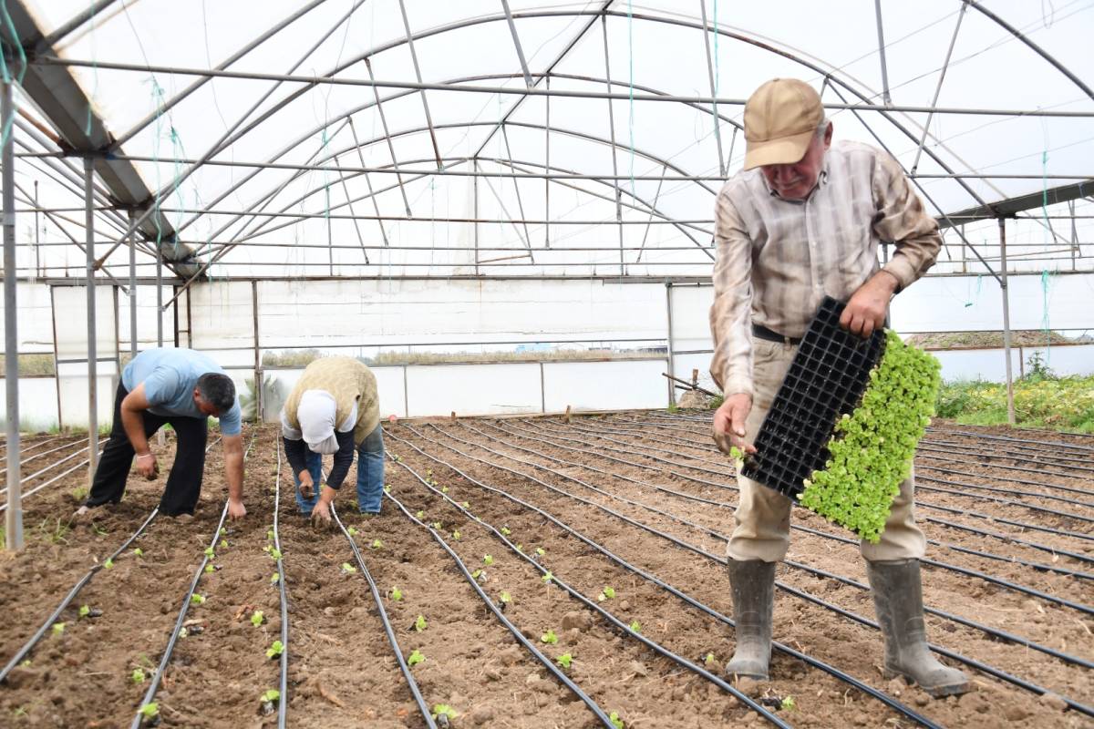 Balıkesir Büyükşehirden 140 bin marul fidesi desteği
