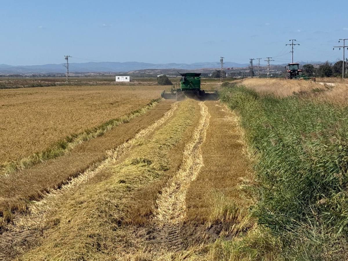 Bulgar suyu çeltik verimini artırdı