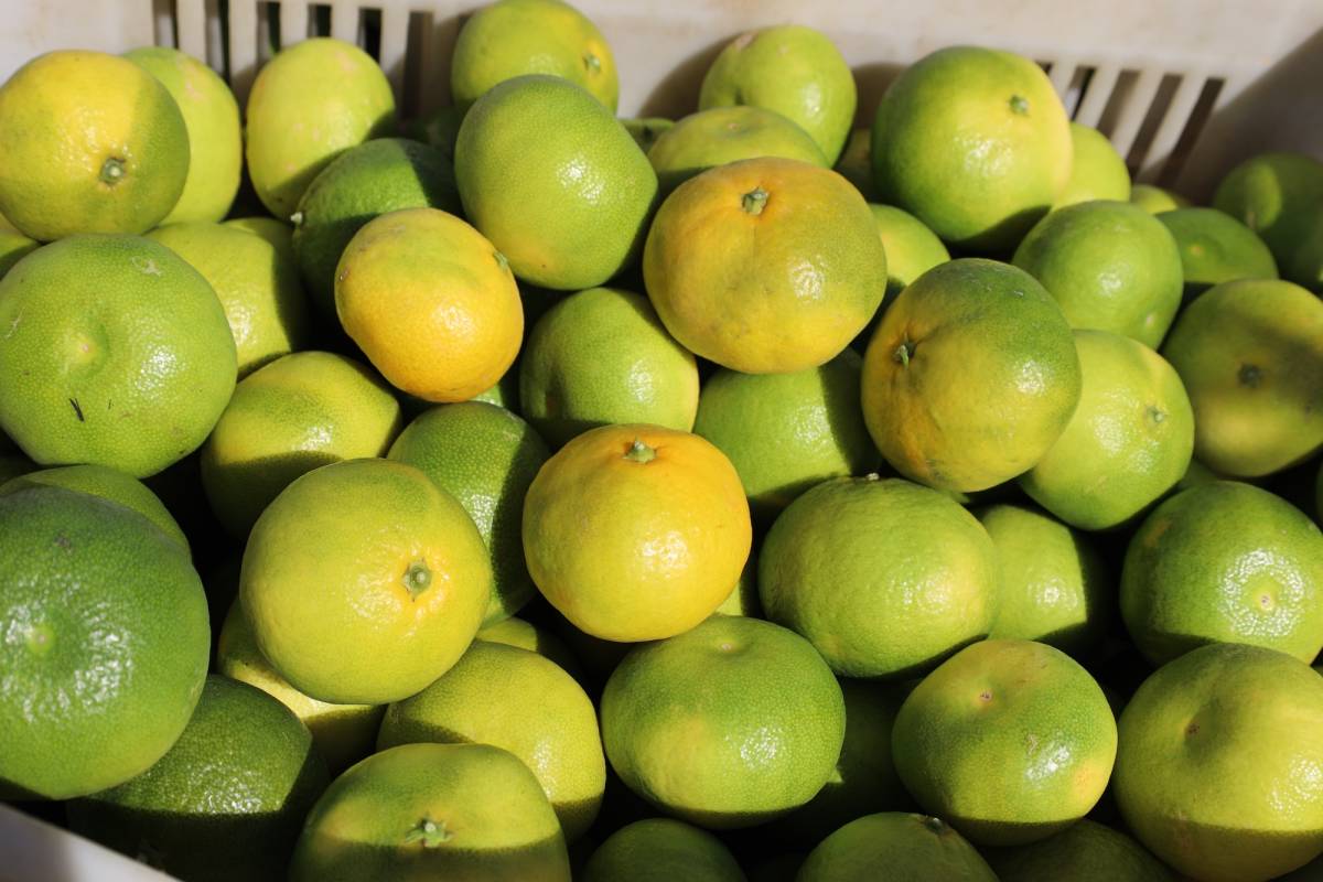 Mandalina ihracatı 500 milyon dolara koşuyor