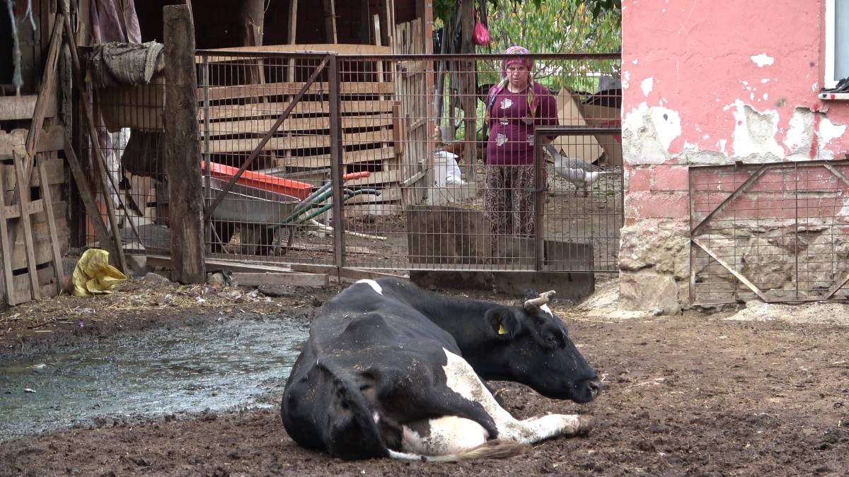 TZOB: Şaptan zarar gören yetiştiricilere destek verilmeli