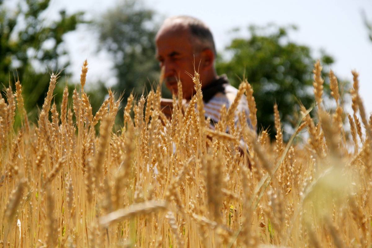 Küresel tahıl üretiminde 105 milyon tonluk artış bekleniyor
